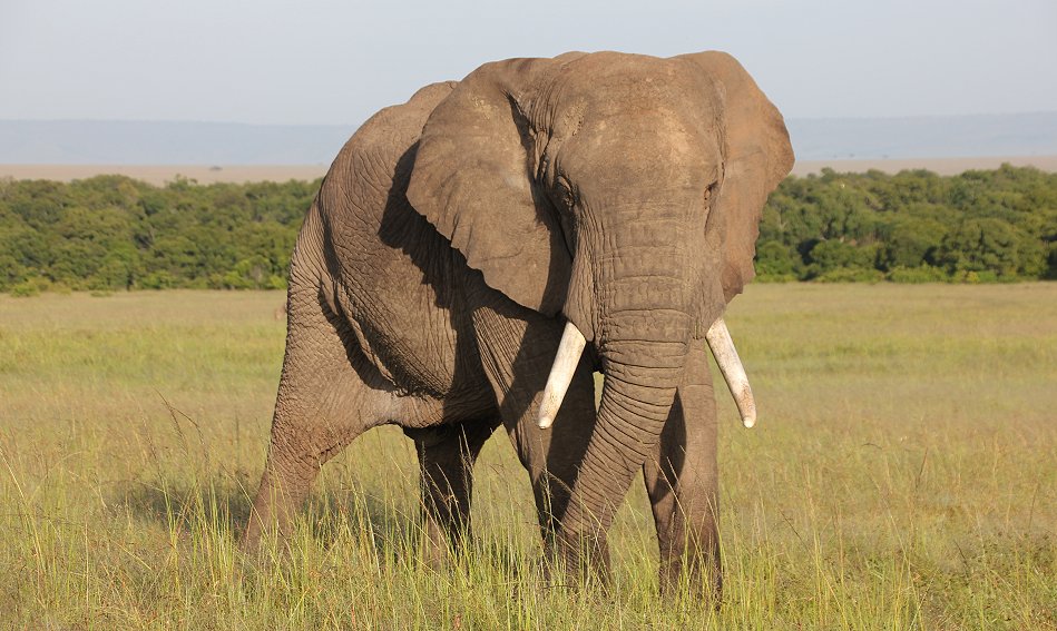 Elefant