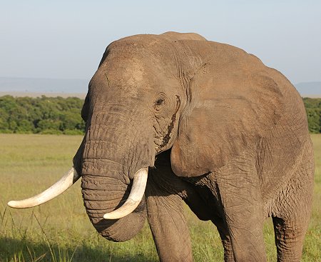 Elefant
