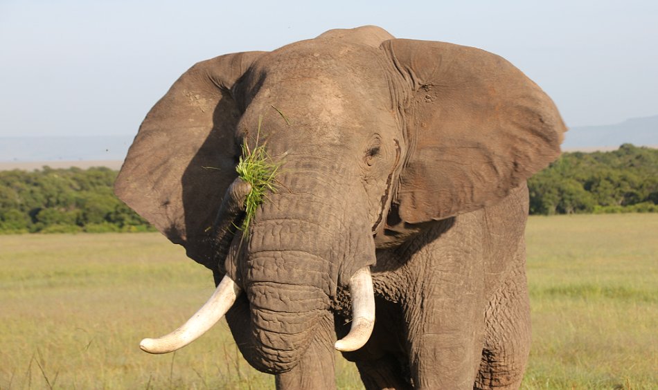 Elefant