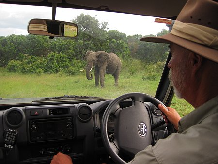 Elefant
