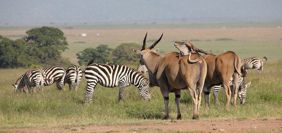 Eland Antilope
