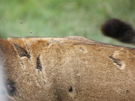 junge Löwen Männchen vom Enkuyanai Rudel