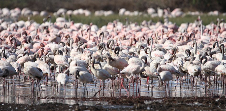 Flamingos am Lake Bogoria