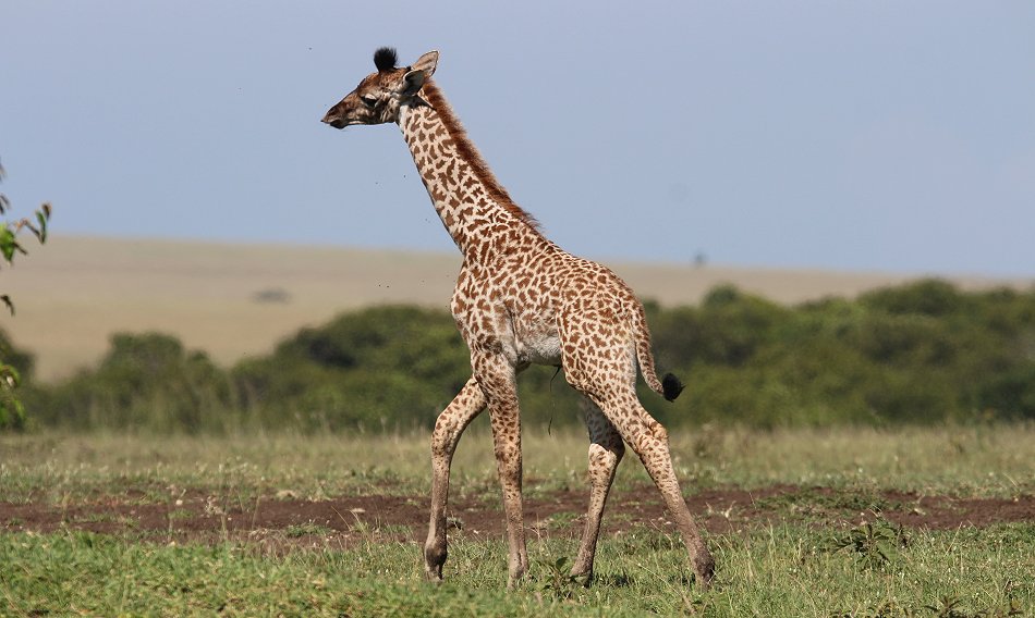 Masai Giraffen Mutter mit Baby