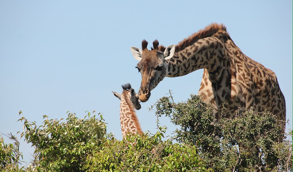 Masai Giraffen Mutter mit Baby