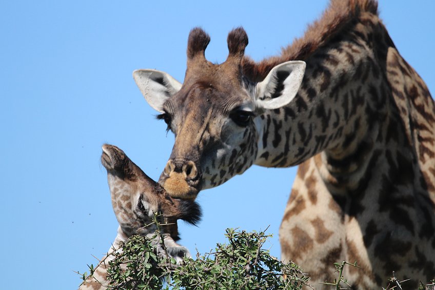 Masai Giraffen Mutter mit Baby