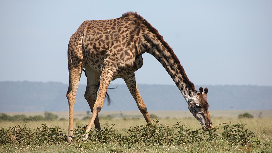 Buschfrühstück zwischen Giraffen