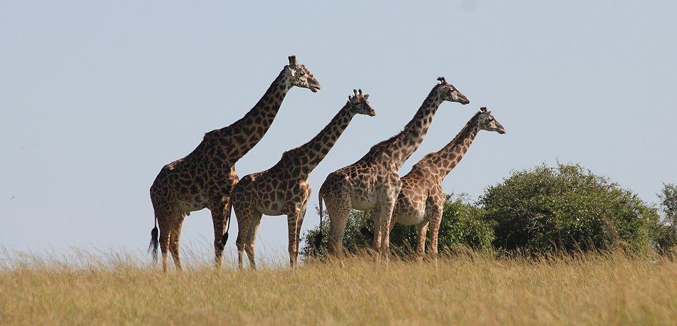 Buschfrühstück Masai Mara