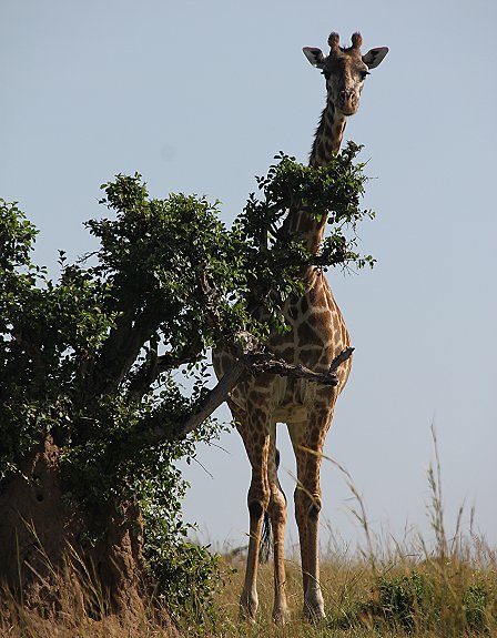Buschfrühstück Masai Mara