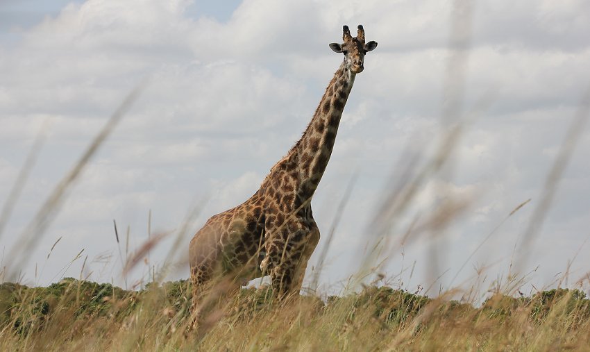 Masai Giraffen