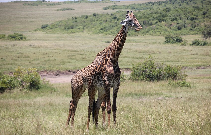 Masai Giraffen