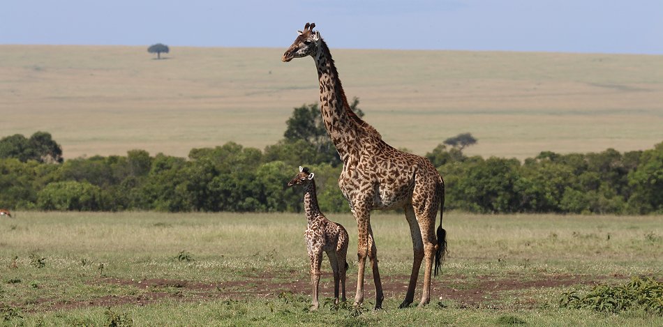 Masai Giraffen Mutter mit Baby