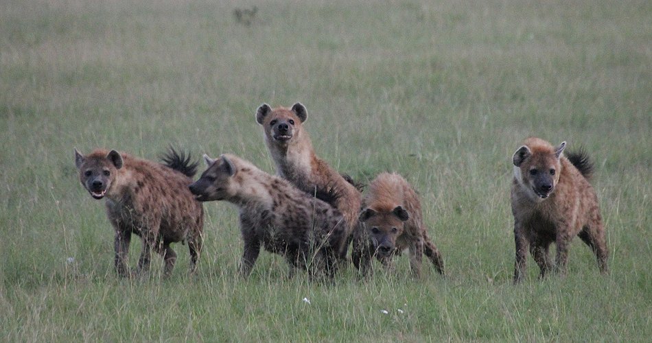 Löwenrudel kontra Hyänen Clan