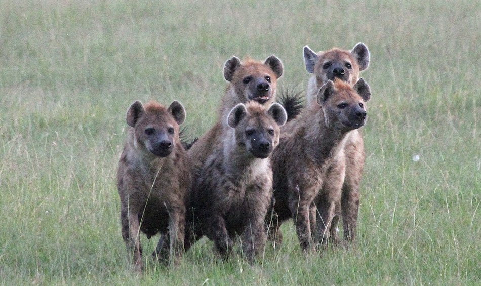 Löwenrudel kontra Hyänen Clan