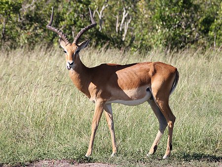 Impala Bock