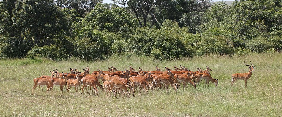 Impalas