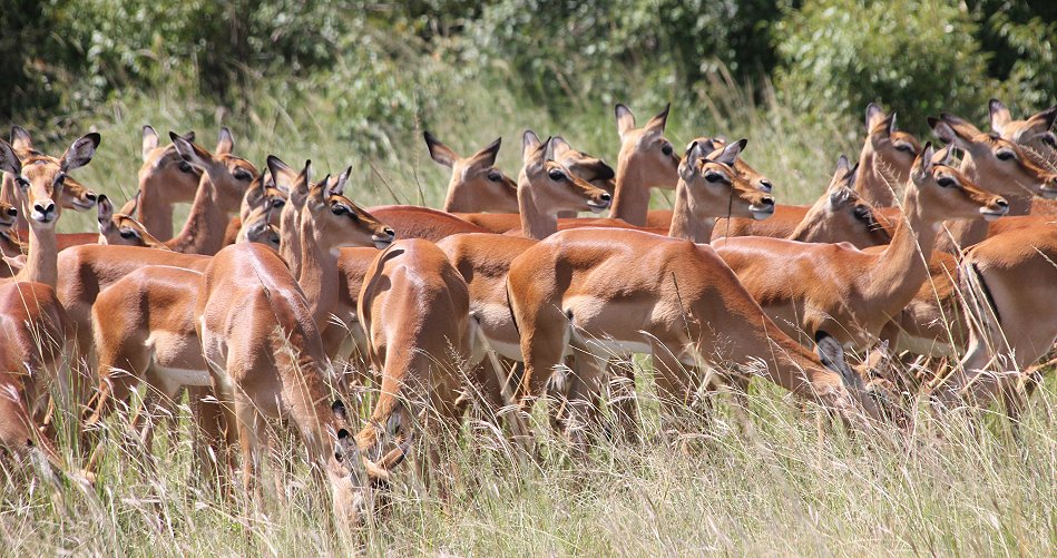Impalas
