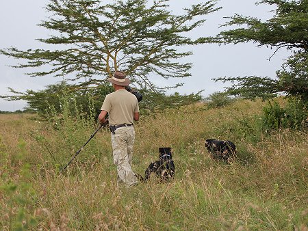 auf der Suche nach Jackson Chamäeleons auf der Sandai Farm