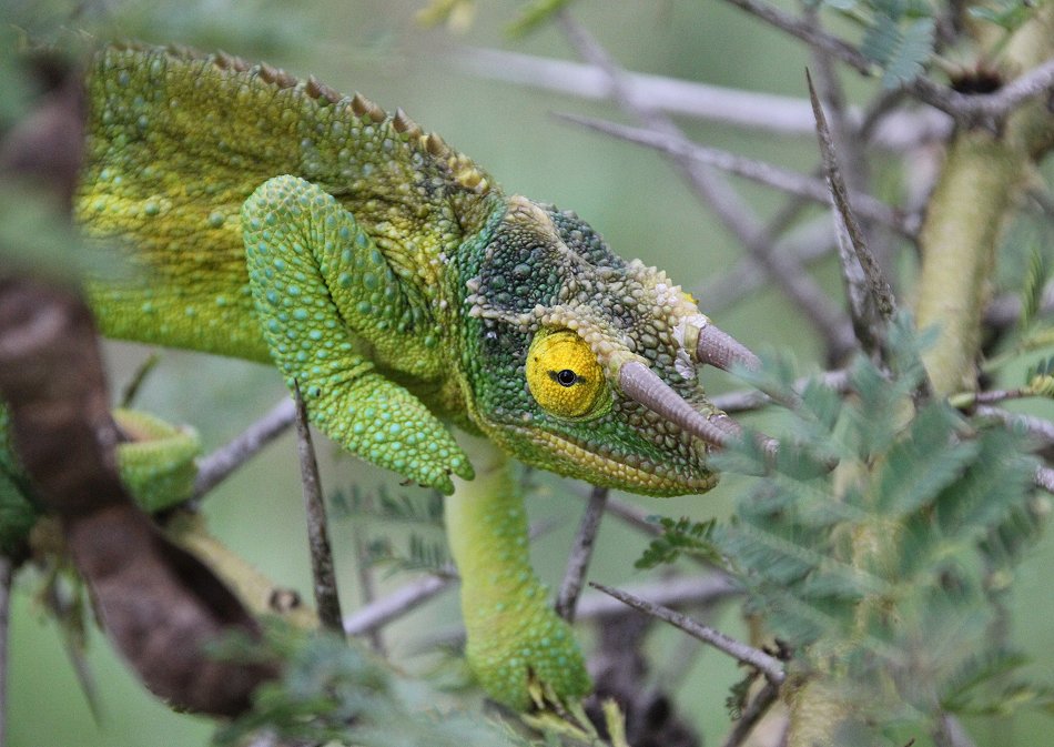 Jackson Chamäeleon auf der Sandai Farm