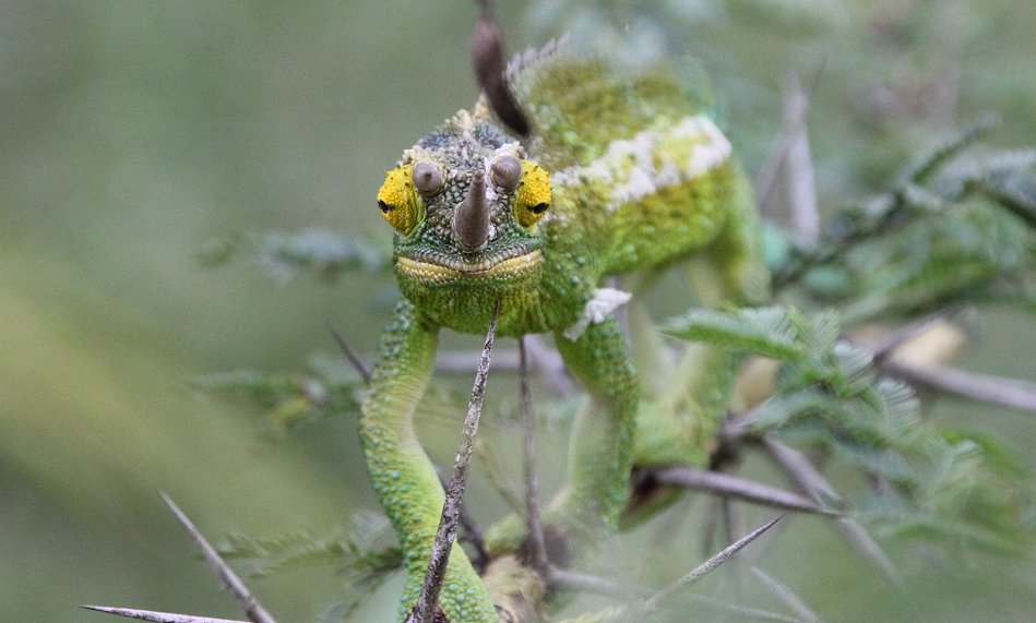Jackson Chamäeleon auf der Sandai Farm