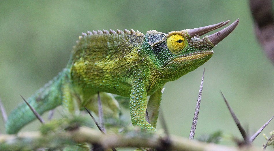 Jackson Chamäeleon auf der Sandai Farm