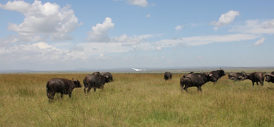 Kaffernbüffel Topi PLains