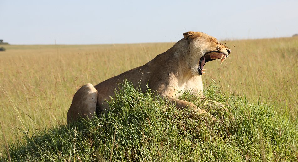 Masai Mara Löwin