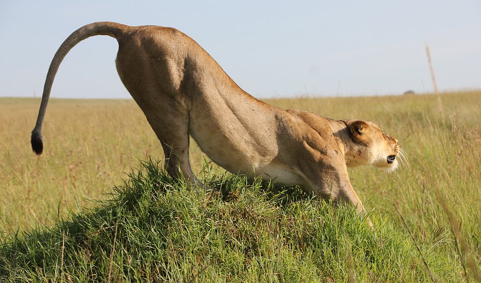 Masai Mara Löwin