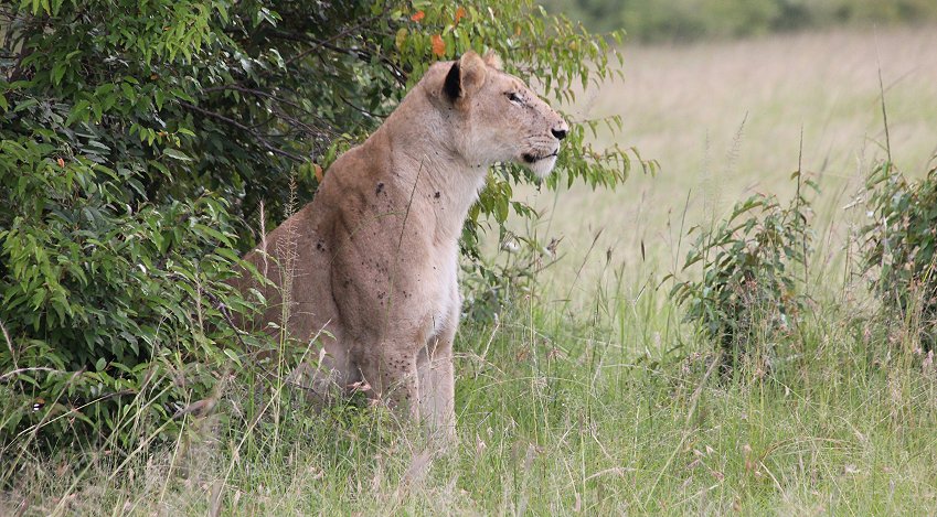 Löwin verfolgt Masai Hirten