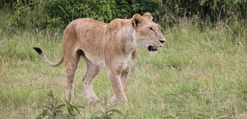 Löwin verfolgt Masai Hirten