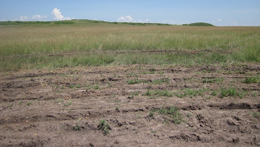 Black Soil in der Masai Mara