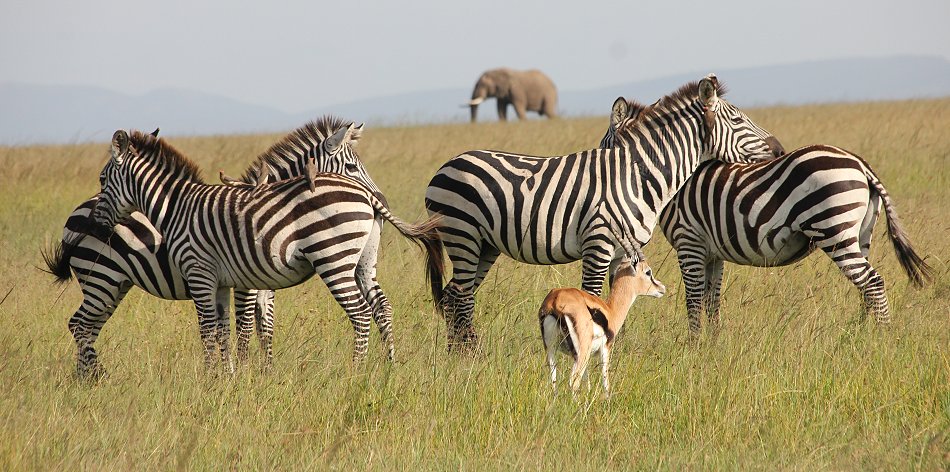 Zebras