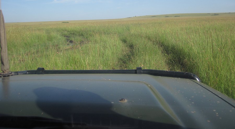hohes Gras in der Masai Mara