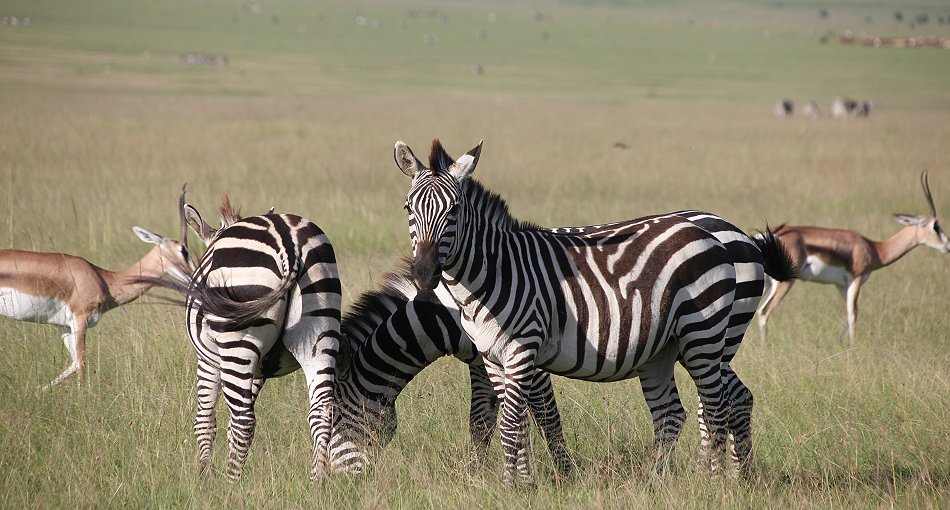 Zebras