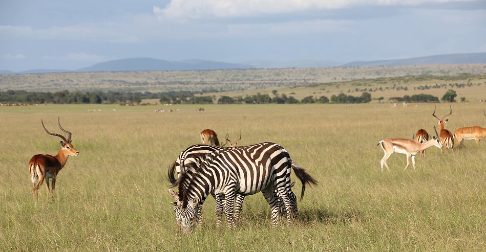 Masai Mara
