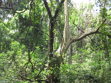 behind the Crab Den - Mtwapa Ruins