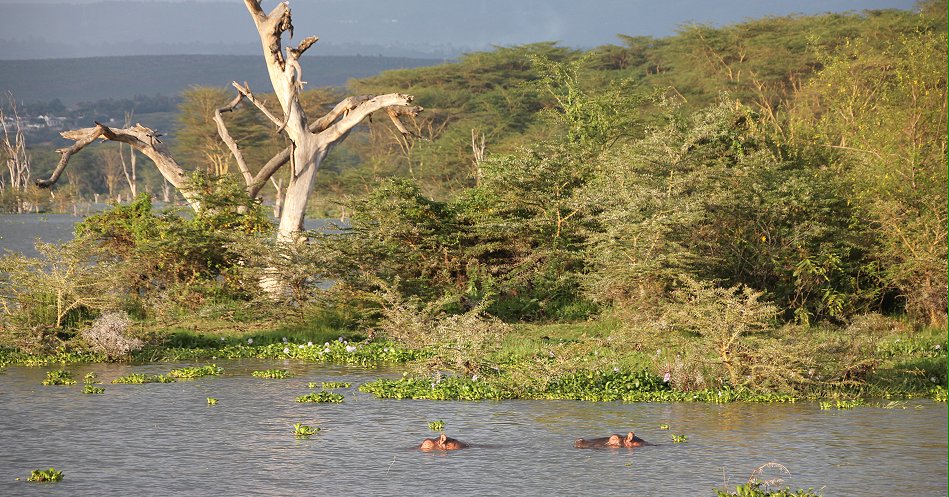 Naivasha Country Club und Kiboko Camp, Lake Naivasha