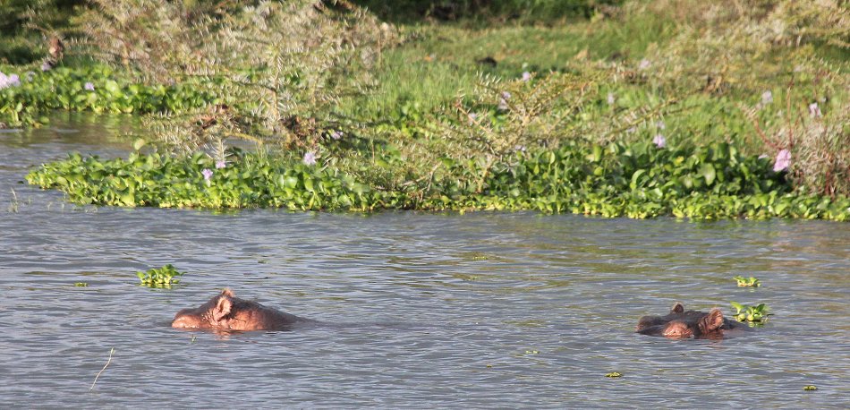 Naivasha Country Club und Kiboko Camp, Lake Naivasha