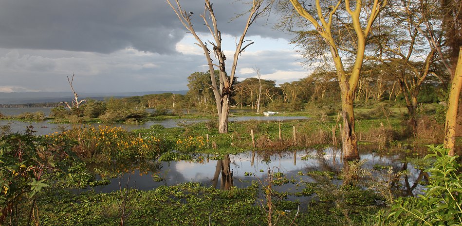 Naivasha Country Club und Kiboko Camp, Lake Naivasha