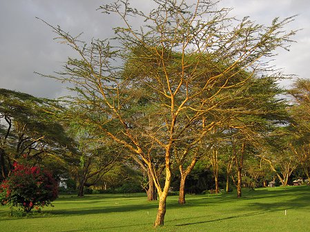 Naivasha Country Club und Kiboko Camp, Lake Naivasha