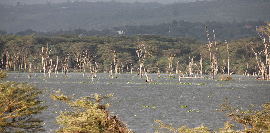 Naivasha Country Club und Kiboko Camp, Lake Naivasha