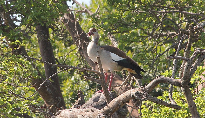 Nilgans
