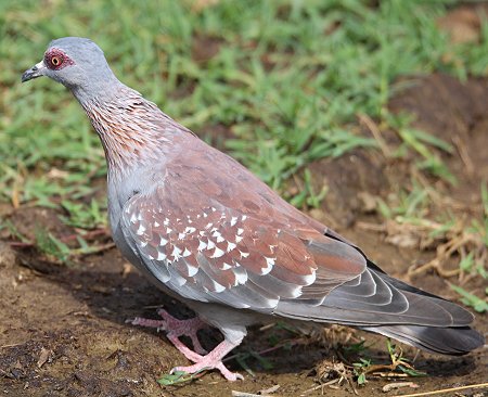 Guineataube