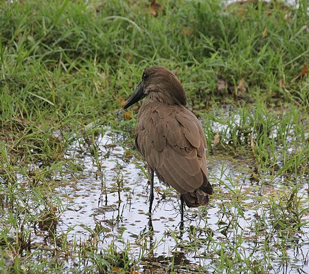 Roberts Camp, Lake Baringo