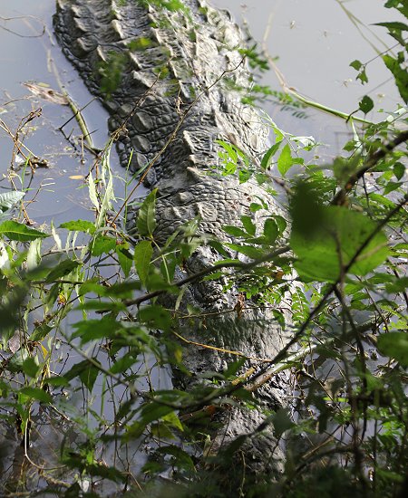 Nilkrokodil im Roberts Camp am Lake Baringo