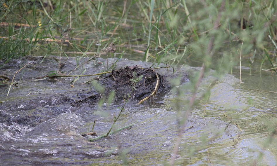 Nilkrokodil Attake
