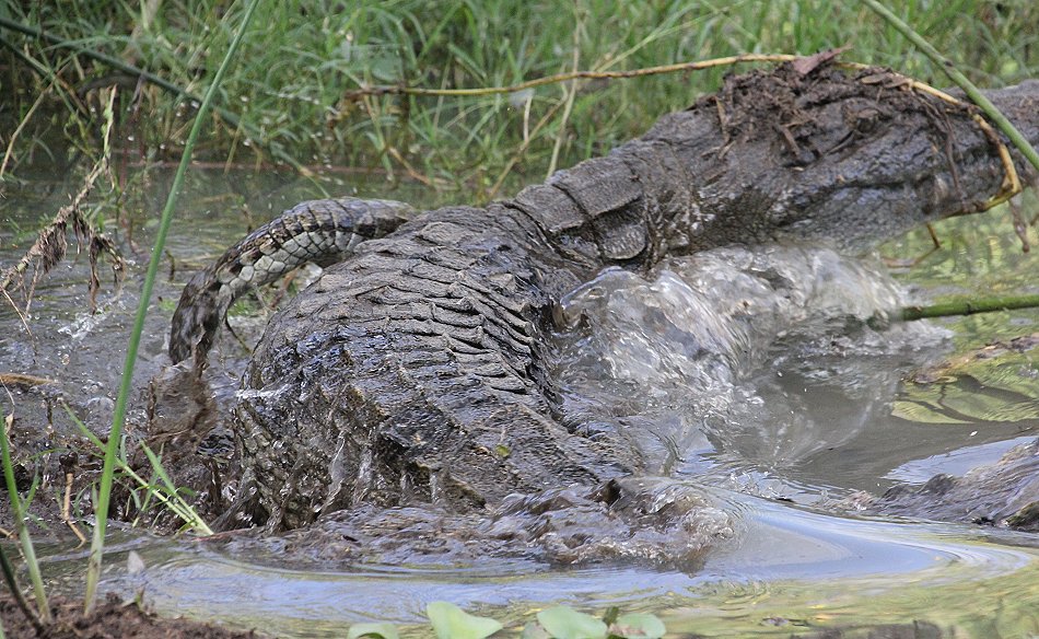 Nilkrokodil Attake