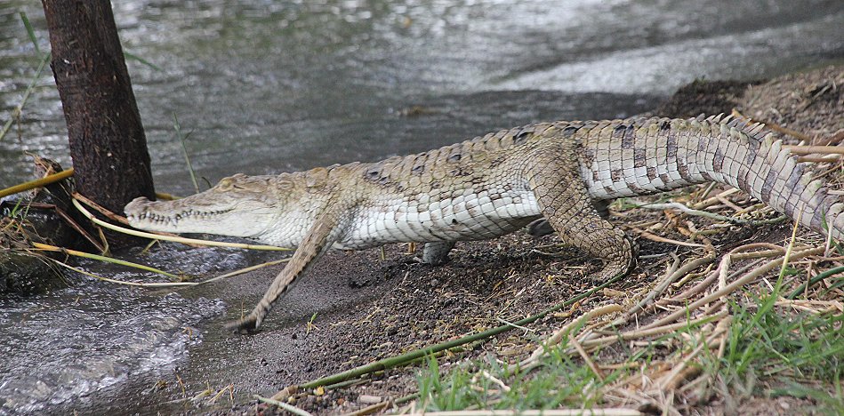 Nilkrokodil