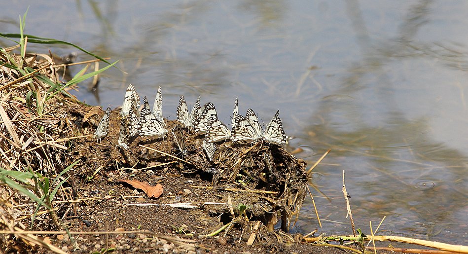 Schmetterlinge in Roberts Camp