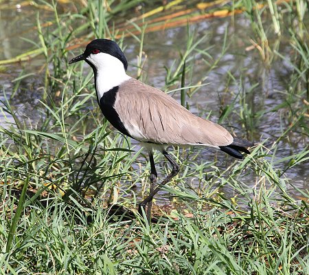 Roberts Camp, Lake Baringo